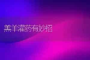 羔羊灌药有妙招