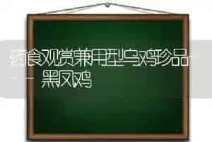 药食观赏兼用型乌鸡珍品---黑凤鸡