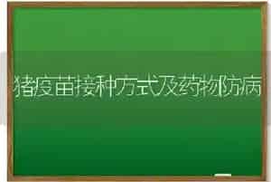 猪疫苗接种方式及药物防病