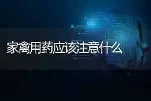 家禽用药应该注意什么