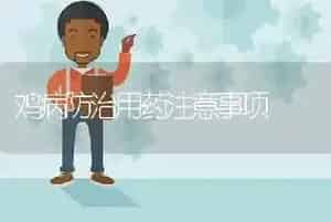 鸡病防治用药注意事项