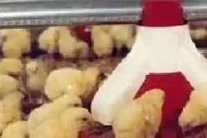 养鸡户自配饲料注意事项