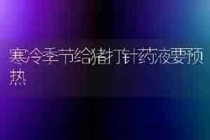 寒冷季节给猪打针药液要预热