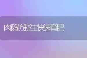 肉鹅仿野生快速育肥