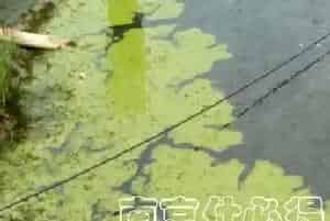 你见过五月份河蟹塘里的蓝藻吗?