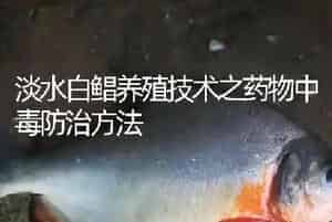 淡水白鲳养殖技术之药物中毒防治方法