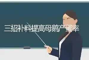 三招补料提高母鹅产蛋率