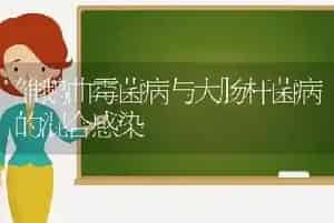 雏鹅曲霉菌病与大肠杆菌病的混合感染
