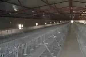 现代养鸡场建设