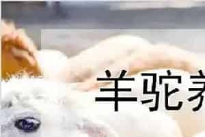 羊驼养殖技术