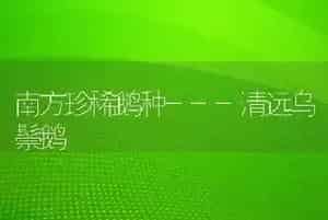 南方珍稀鹅种---清远乌鬃鹅