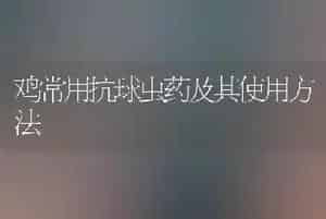 鸡常用抗球虫药及其使用方法