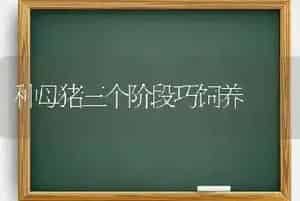 种母猪三个阶段巧饲养