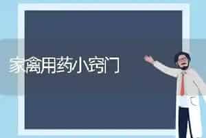 家禽用药小窍门