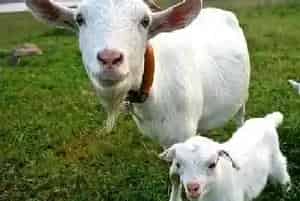 肉羊养殖五大要点分析