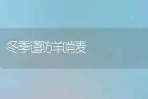 冬季谨防羊啃麦