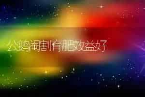 公鹅阉割育肥效益好