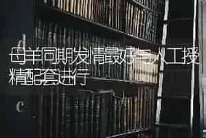 母羊同期发情最好与人工授精配套进行