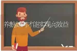 养鹅如何才能实现高效益
