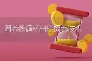 圈养鹅循环出栏饲养技术