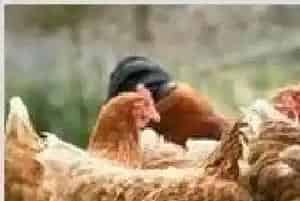 青霉素在养鸡中的应用