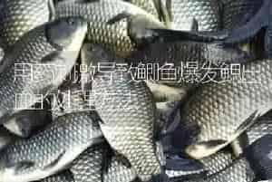 用药刺激导致鲫鱼爆发鳃出血的处理方法
