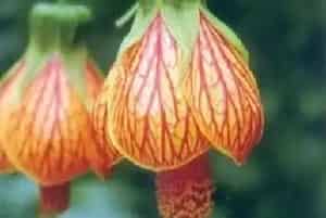 金铃花(纹瓣悬铃花)养殖方法和注意事项_金铃花图片种植时间