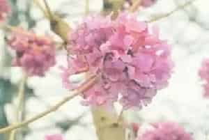 粉花风铃木(紫绣球 掌叶木)养殖方法和注意事项_粉花风铃木图片种植时间