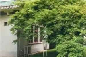 格木(赤叶木 铁木)养殖方法和注意事项_格木图片种植时间