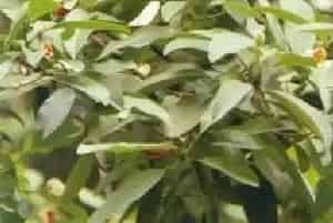 焕镛木(单性木兰)养殖方法和注意事项_焕镛木图片种植时间