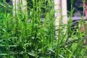 染料木(金雀花)养殖方法和注意事项_染料木图片种植时间