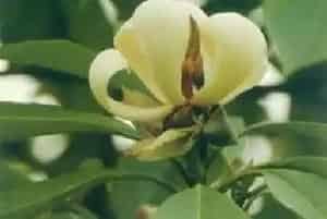 毛果木莲养殖方法和注意事项_毛果木莲图片种植时间
