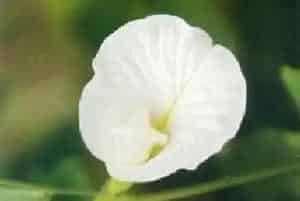 蝶豆(蓝花豆 蓝蝴蝶)养殖方法和注意事项_蝶豆图片种植时间