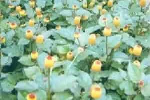 桂圆菊(铁拳头)养殖方法和注意事项_桂圆菊图片种植时间