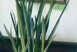 白肋虎尾兰养殖方法和注意事项_白肋虎尾兰图片种植时间