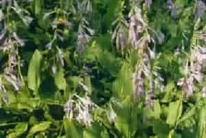 紫萼(紫玉簪)养殖方法和注意事项_紫萼图片种植时间