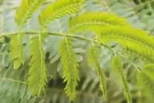 银合欢(白合欢 白相思子)养殖方法和注意事项_银合欢图片种植时间