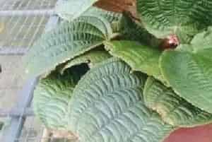 虎颜花养殖方法和注意事项_虎颜花图片种植时间
