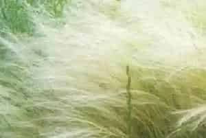 细茎针茅(墨西哥羽毛草 细茎针芒)养殖方法和注意事项_细茎针茅图片种植时间