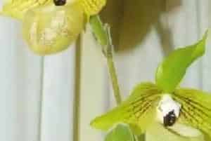 麻栗坡兜兰养殖方法和注意事项_麻栗坡兜兰图片种植时间