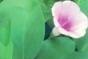 厚藤(马鞍藤)养殖方法和注意事项_厚藤图片种植时间