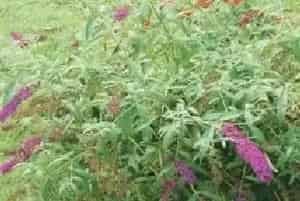 大叶醉鱼草(绛花醉鱼草 兴山醉鱼草)养殖方法和注意事项_大叶醉鱼草图片种植时间