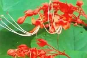 赪桐(贞桐花 状元红)养殖方法和注意事项_赪桐图片种植时间