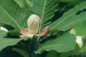 盖裂木(榻榔木)养殖方法和注意事项_盖裂木图片种植时间