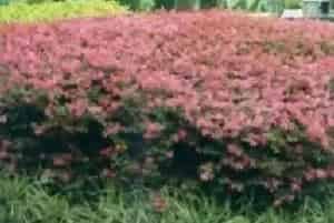红继木(红花继木)养殖方法和注意事项_红继木图片种植时间
