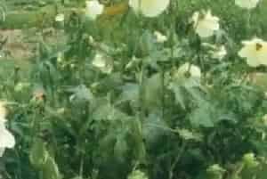 黄蜀葵(棉花葵)养殖方法和注意事项_黄蜀葵图片种植时间