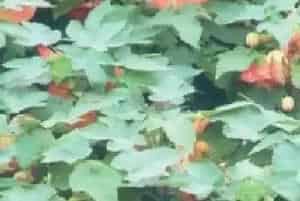 观赏苘麻(大风铃花)养殖方法和注意事项_观赏苘麻图片种植时间