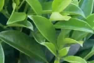 灰莉(华灰莉 非洲茉莉)养殖方法和注意事项_灰莉图片种植时间