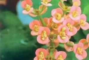 虎刺梅(铁海棠 虎刺 麒麟花)养殖方法和注意事项_虎刺梅图片种植时间