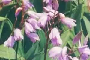 白芨(双肾草 紫兰)养殖方法和注意事项_白芨图片种植时间